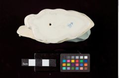 Foto eines Schneckenreiters aus Porzellan (NHMW-ZOO-MO-0081100-ETH-002)